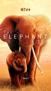 The Elephant Queen film
